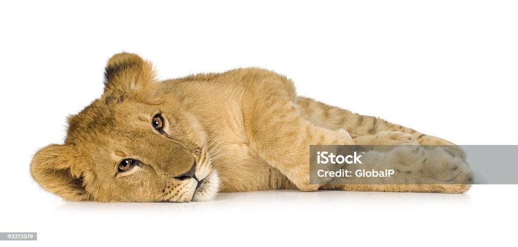 Львёнок (6 месяцев - Стоковые фото Лев роялти-фри