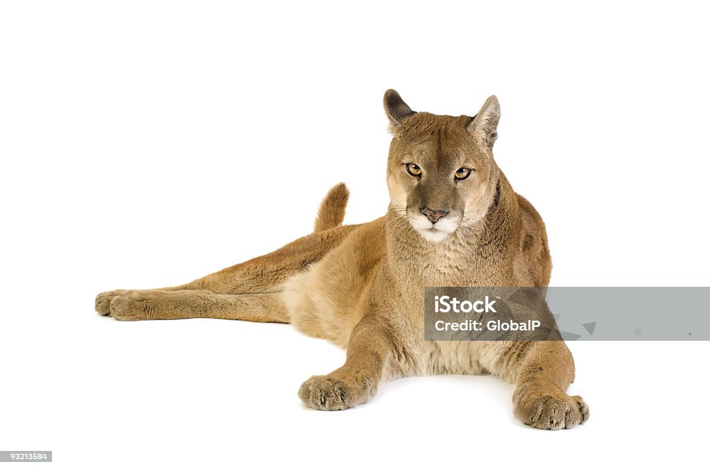 Puma (17 anni - Foto stock royalty-free di Puma - Felino selvatico