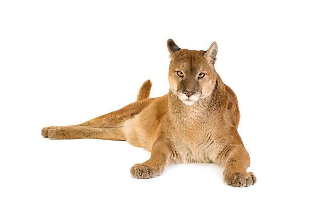 Puma Stock Photo - Download Image Now - Mountain Lion, Cut Out, White  Background - iStock