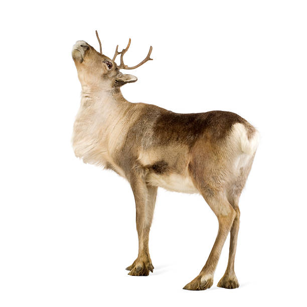 istock Adult reindeer looking upwards against a white background 93213591