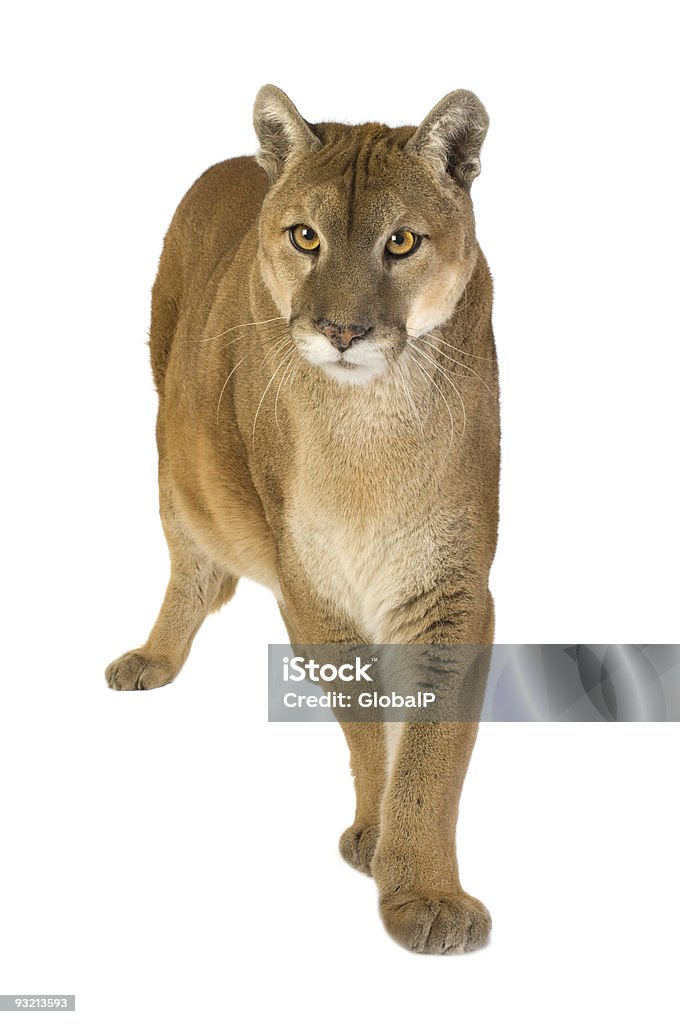 Puma (17 Jahre - Lizenzfrei Puma - Raubkatze Stock-Foto