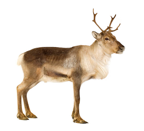 istock Two-year-old reindeer on a white background 93213623