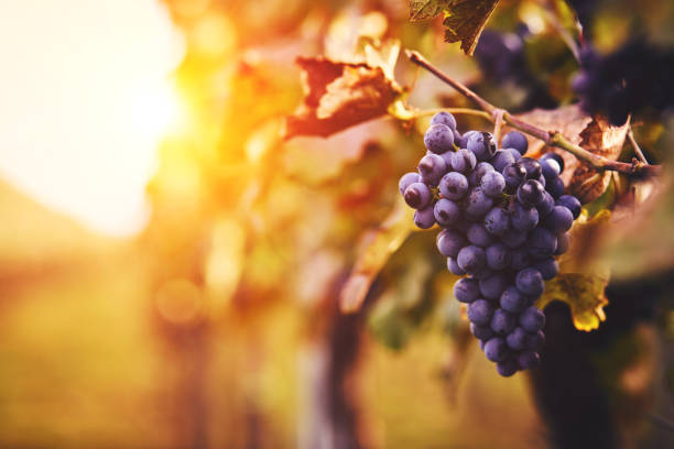 istock Blue grapes in a vineyard at sunset 932136536