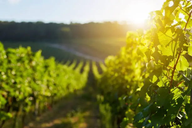 Photo of Rows of grapevine in a vineyard