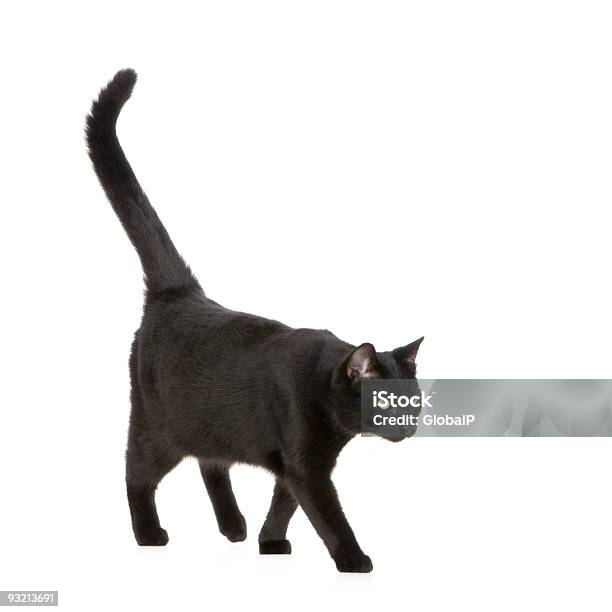 Gato Preto - Fotografias de stock e mais imagens de Gato domesticado - Gato domesticado, Cor preta, Rabo