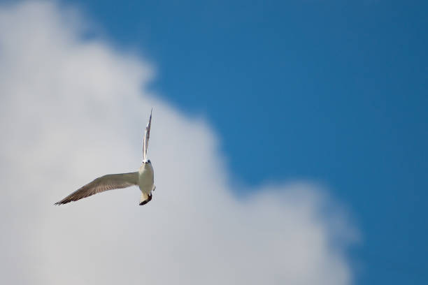 istock Seagull in flight in the blue sky and white cloud 932137018