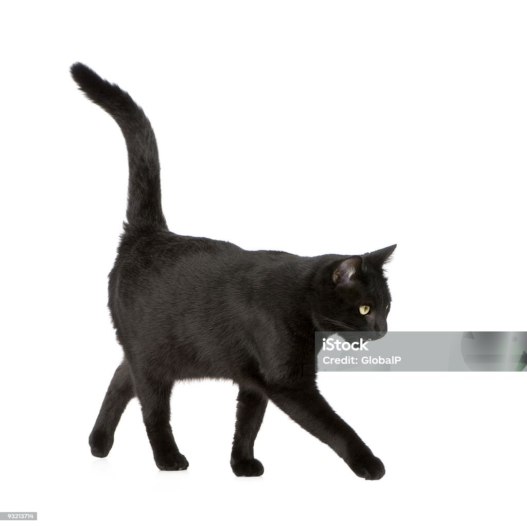 Negro cat - Foto de stock de Gato doméstico libre de derechos