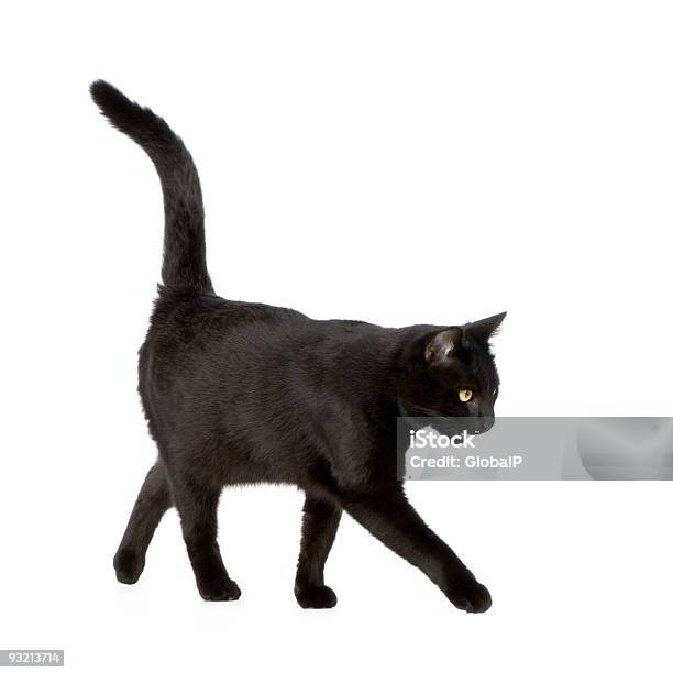 Negro Cat Foto de stock y más banco de imágenes de Gato doméstico - Gato doméstico, Cola - Parte del cuerpo animal, Color negro