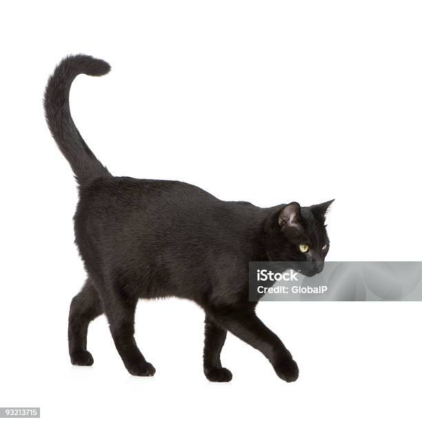 Schwarze Cat Stockfoto und mehr Bilder von Hauskatze - Hauskatze, Schwarz - Farbe, Schwanz