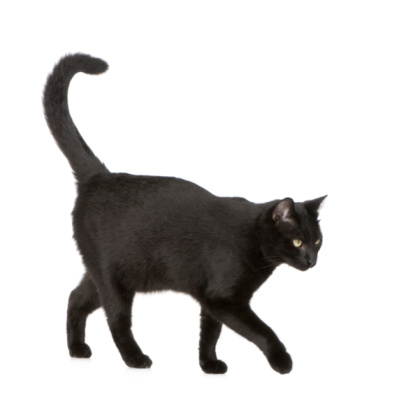 A black cat on a parquet floor leaps towards the camera, grabbing on to the side of a sofa with her claw.