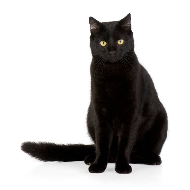 istock Calm black cat, sitting on a white background  93213716