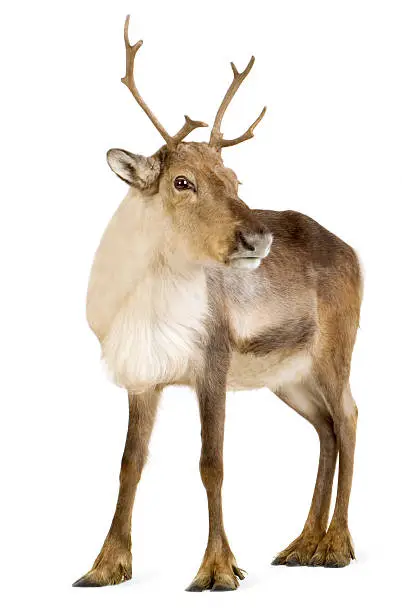 reindeer (2 years) in front of a white background.