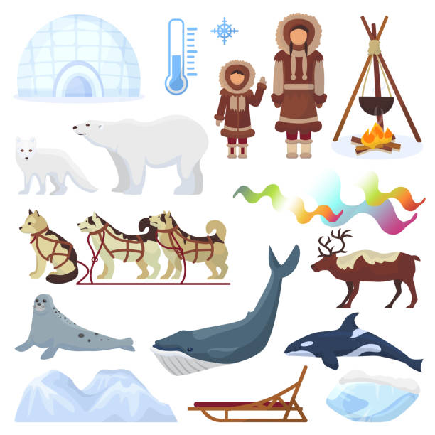 北極のベクトル北部北極ノルウェー、ハスキー犬そりそり北民族文字動物とホッキョクグマの白い背景で隔離の雪の冬イラスト ポラリス セットで yurta に - スヴァールバル島点のイラスト素材／クリップアート素材／マンガ素材／アイコン素材