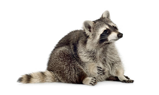istock raccoon (9 months) -  Procyon lotor 93213744