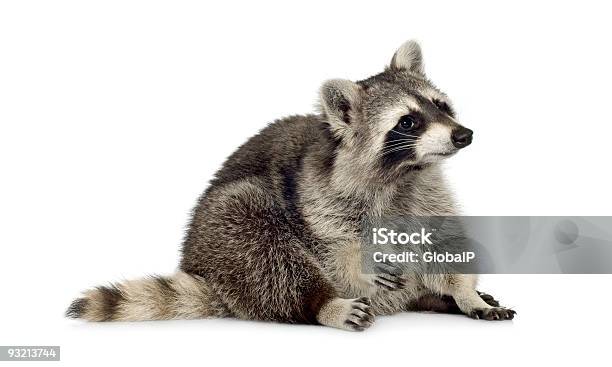 Foto de Guaxinim Procyon Lotor e mais fotos de stock de Guaxinim - Guaxinim, Animal, Animal doméstico