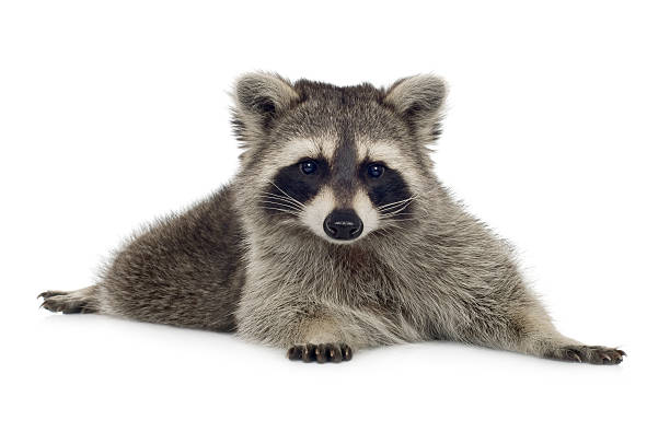 istock raccoon (9 months) -  Procyon lotor 93213746