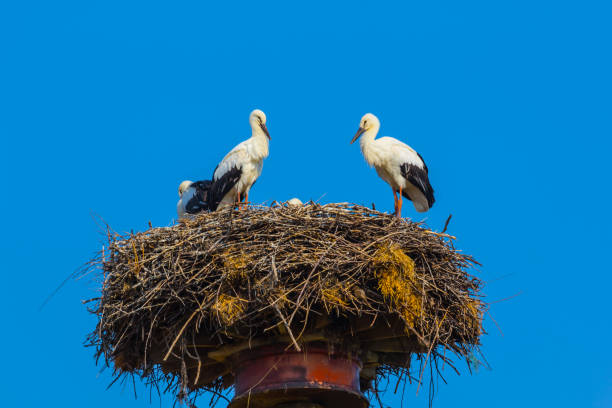 istock pair of stork in a high nest 932137502