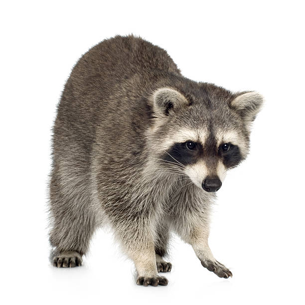 istock raccoon (9 months) -  Procyon lotor 93213766