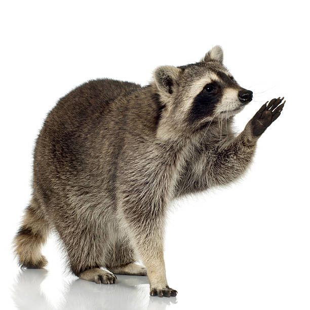 istock raccoon (9 months) -  Procyon lotor 93213786