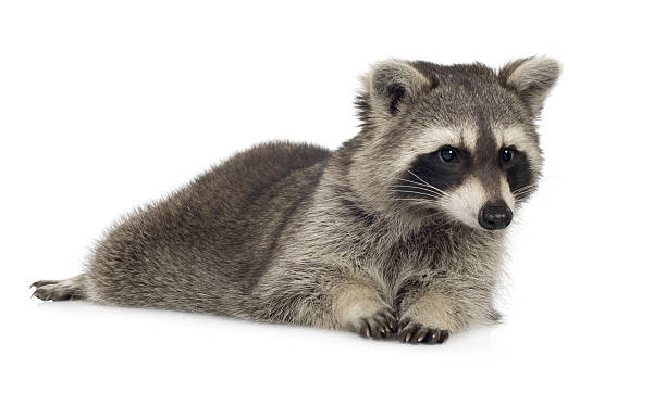 istock raccoon (9 months) -  Procyon lotor 93213804