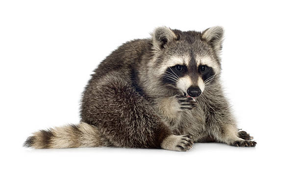 istock raccoon (9 months) -  Procyon lotor 93213842