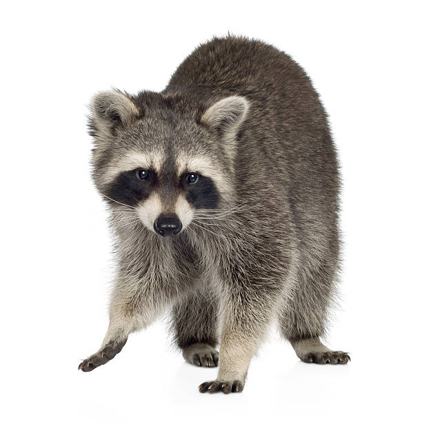 istock raccoon (9 months) -  Procyon lotor 93213848
