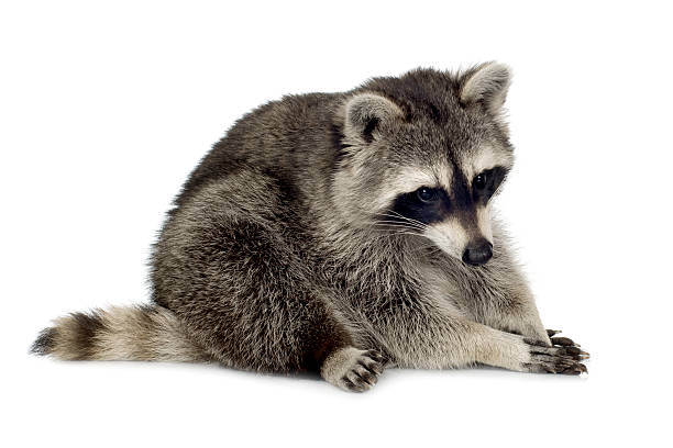 istock raccoon (9 months) -  Procyon lotor 93213872