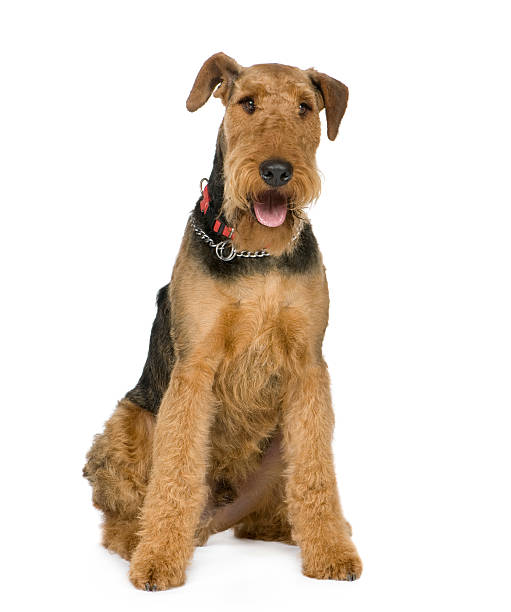 Airedale Terrier (1 year)  airedale terrier stock pictures, royalty-free photos & images