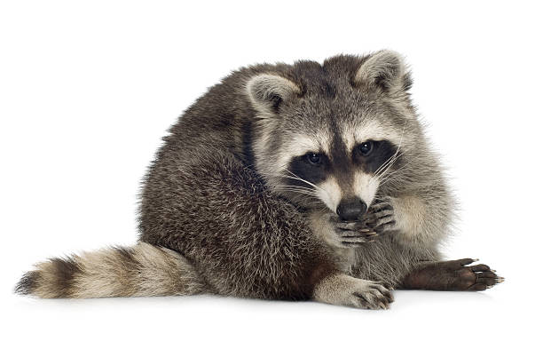istock raccoon (9 months) -  Procyon lotor 93213983