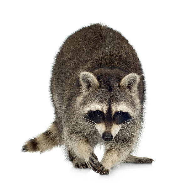 istock 9 month-old raccoon, Procyon lotor 93213999