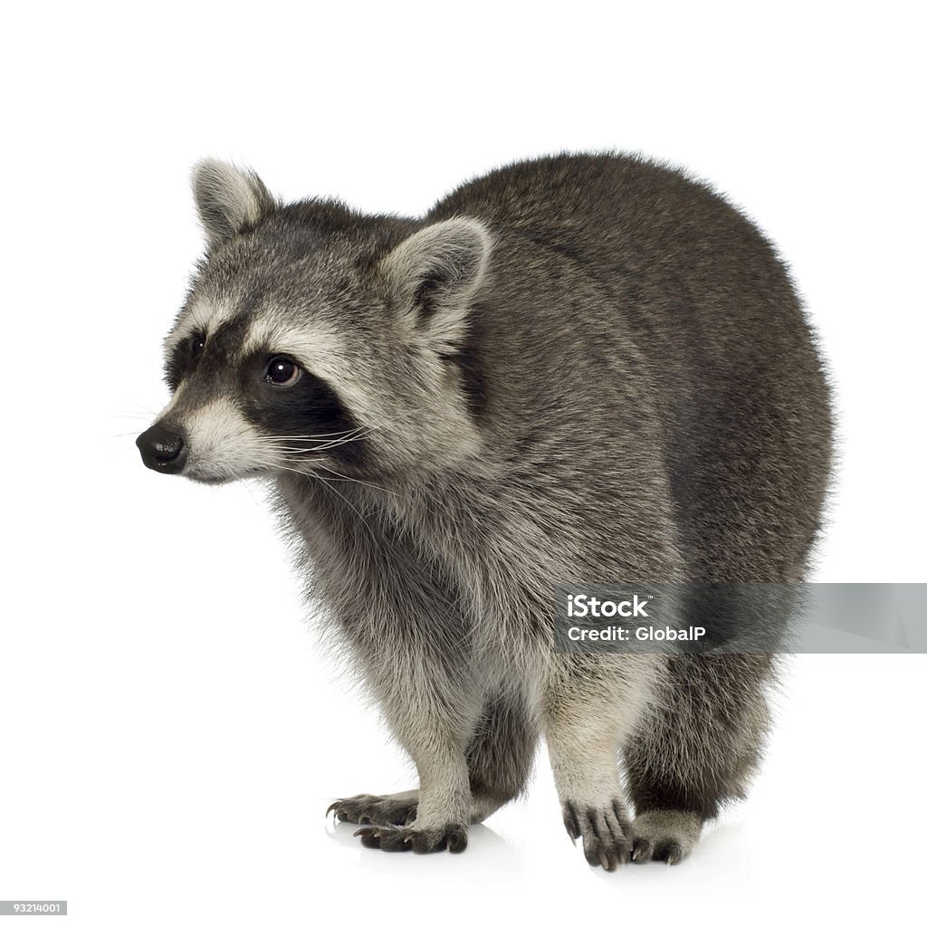 A small raccoon on a white background Raccoon in front of a white background. Raccoon Stock Photo