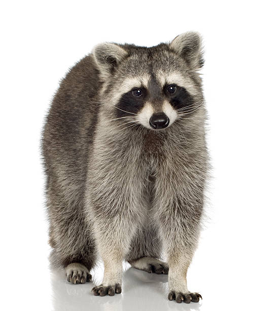 istock raccoon (9 months) -  Procyon lotor 93214026
