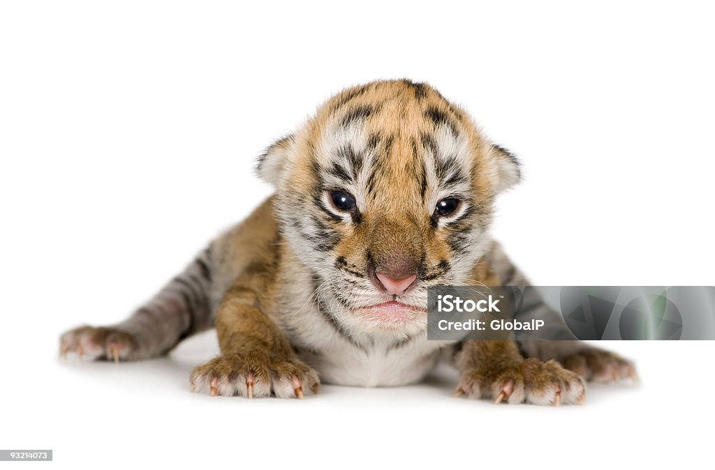 Cria de tigre (4 dias - Foto de stock de Cria de tigre royalty-free