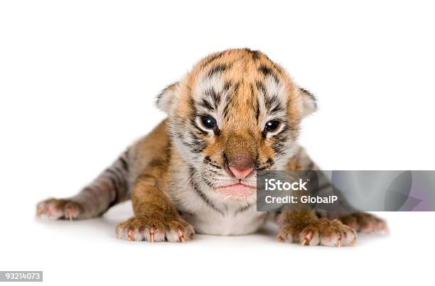 Foto de Cria De Tigre 4 Dias e mais fotos de stock de Cria de tigre - Cria de tigre, Tigre, Infância