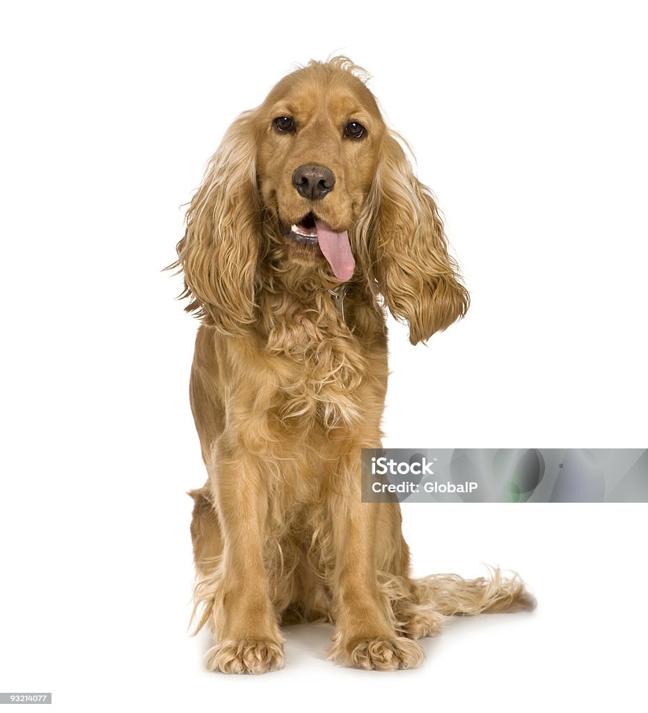 Cocker Spaniel si usurano (14 mesi - Foto stock royalty-free di Cocker Spaniel