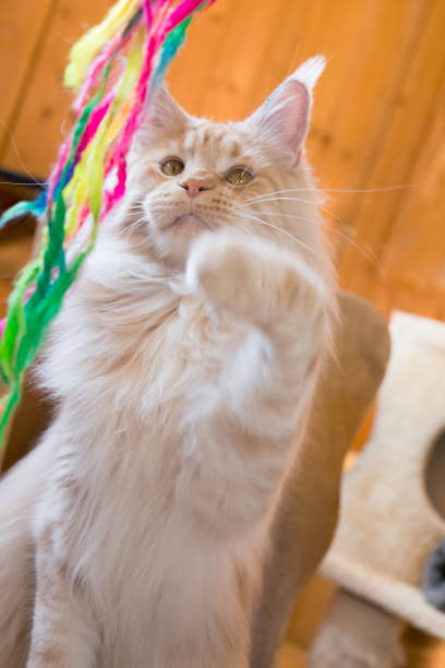 istock playful big ginger purebread cat; closeup 932140842