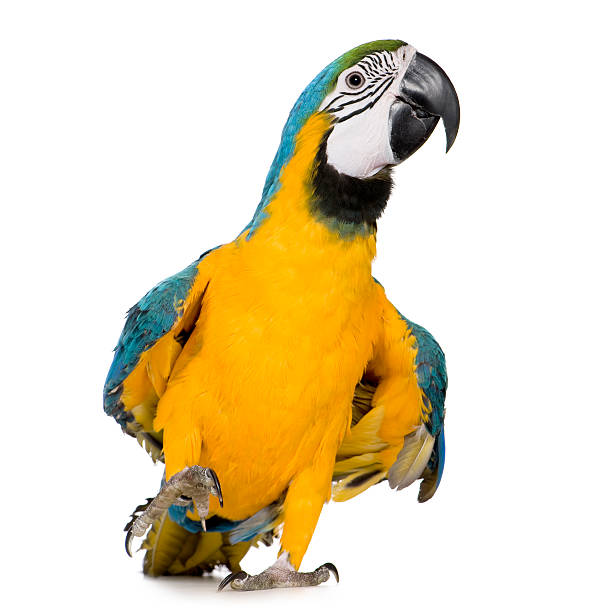 Yellow and blue macaw parrot on white background Young Blue-and-yellow Macaw - Ara ararauna (8 months) in front of a white background. gold and blue macaw photos stock pictures, royalty-free photos & images