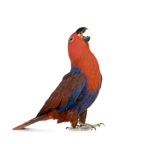 A 1-year old, blue and orange Eclectus parrot Eclectus Parrot - Eclectus roratus  (1 years)  in front of a white background. eclectus parrot stock pictures, royalty-free photos & images