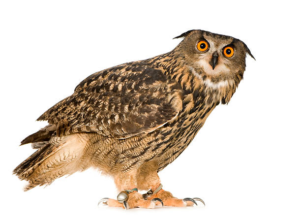 Eurasian Eagle Owl (22 months)  eurasian eagle owl stock pictures, royalty-free photos & images