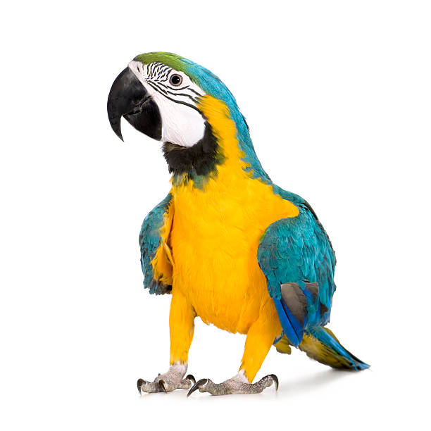 young blue-and-yellow macaw-ara ararauna (8 monate - papagei stock-fotos und bilder