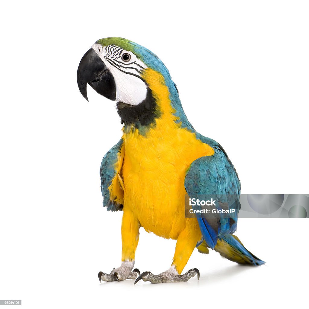 Young Blue-and-yellow Macaw - Ara ararauna (8 months)  Parrot Stock Photo