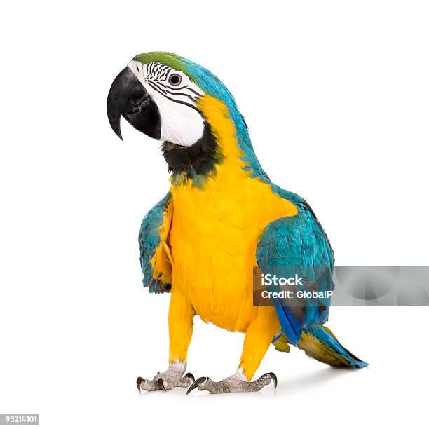 Young Blueandyellow Macaw Ara Ararauna Stock Photo - Download Image Now