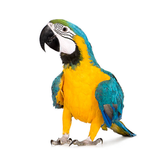 vẹt đuôi dài xanh và vàng trẻ - ara ararauna (8 tháng) - vẹt macaw blue and gold hình ảnh sẵn có, bức ảnh & hình ảnh trả phí bản quyền một lần
