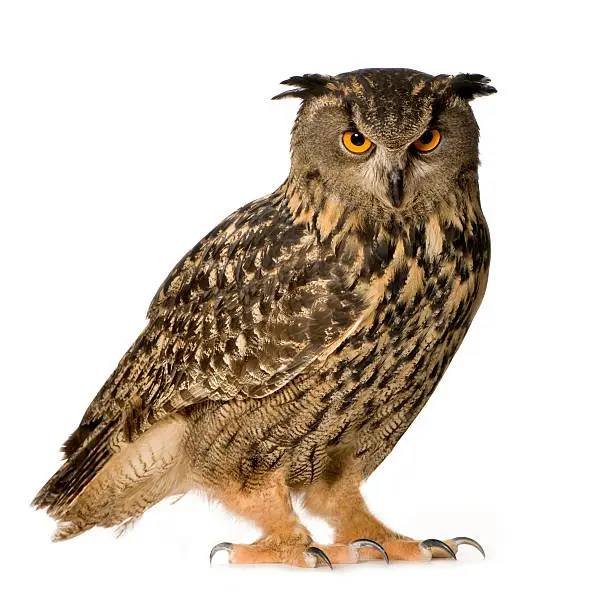 Eurasian Eagle Owl - Bubo bubo (22 months) in front of a white background.