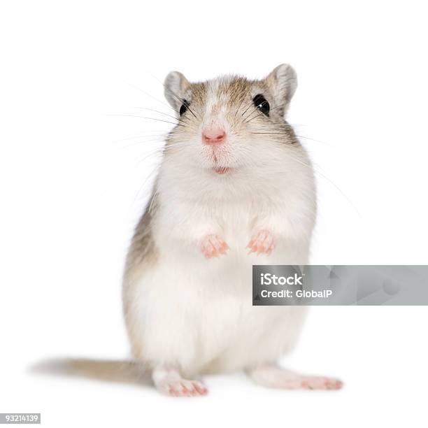 Gerbil Stock Photo - Download Image Now - Gerbil, White Background, White Color
