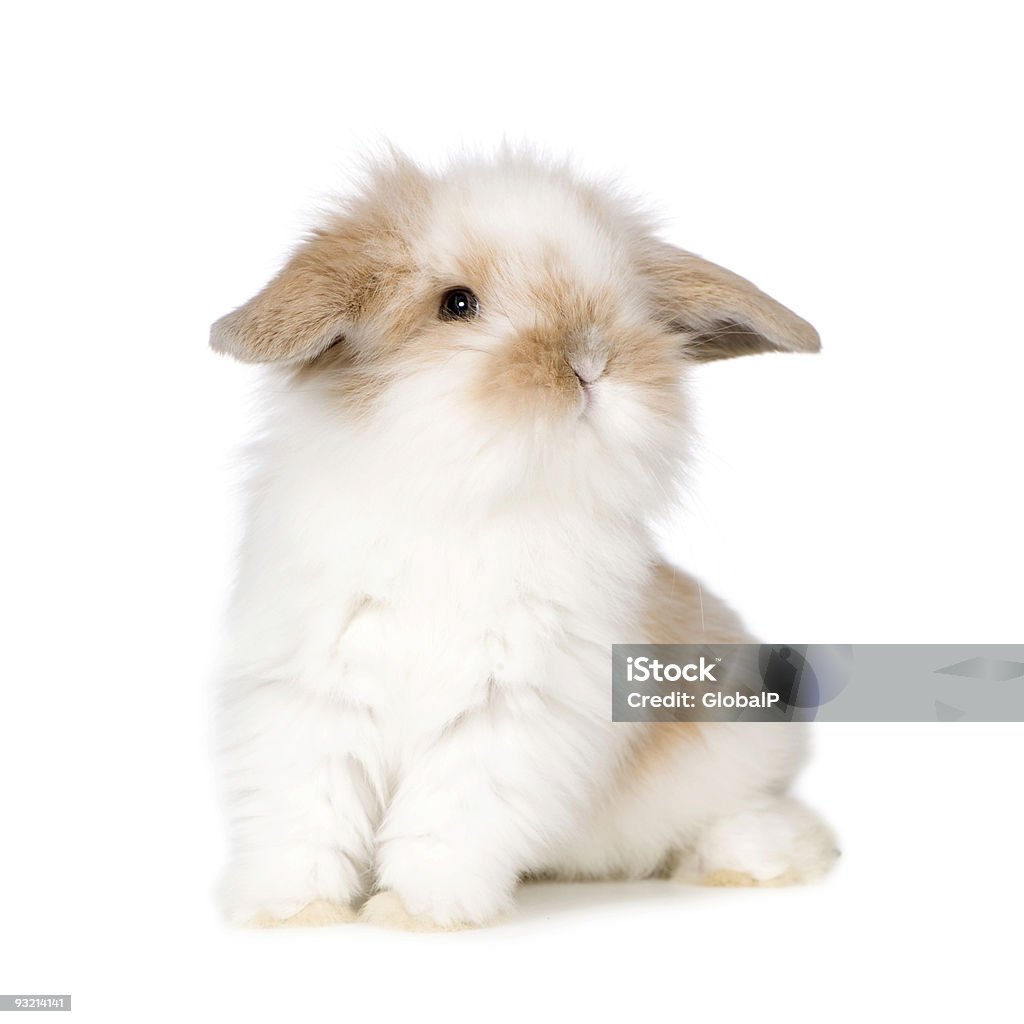 Young Rabbit  Rabbit - Animal Stock Photo