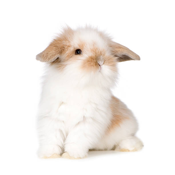 Young Rabbit  fluffy rabbit stock pictures, royalty-free photos & images