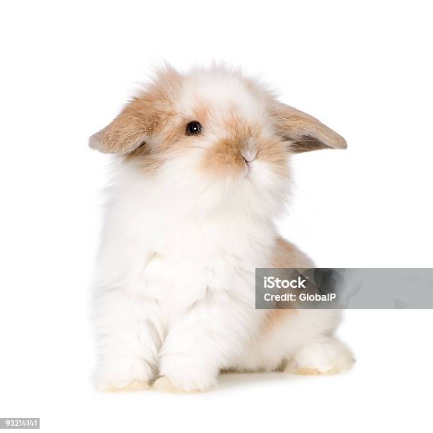 Young Rabbit Stock Photo - Download Image Now - Rabbit - Animal, Baby Rabbit, White Color