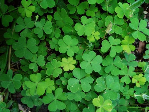 istock clover plant nature backgrounds 932141960