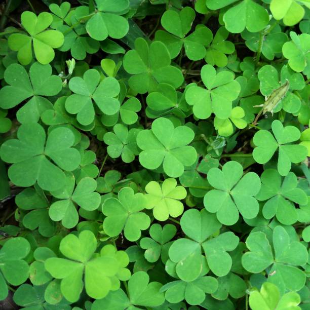 istock clover plant nature backgrounds 932141970